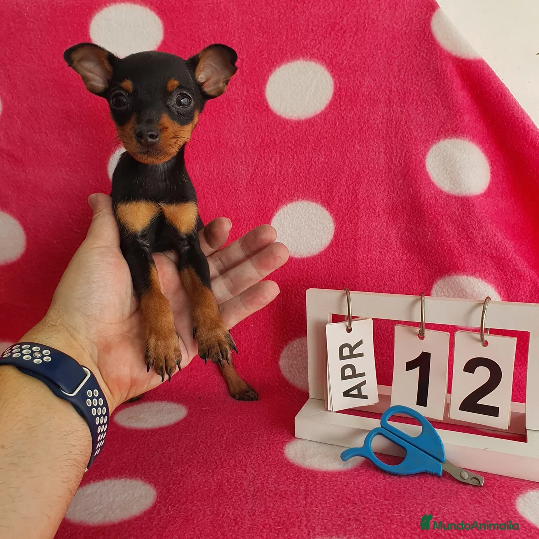 Pinscher Miniatura perros en venta: Pinscher miniatura  - Anuncio 7