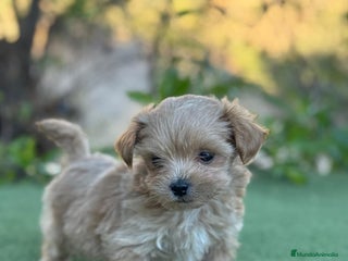 Maltipoo perros Maltipoo disponibles para el 8 de enero - Anuncio 2