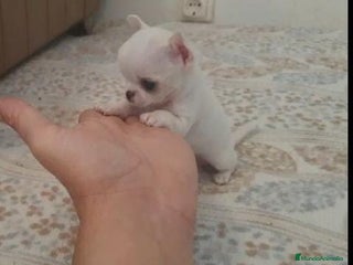Chihuahua perros en Murcia - Anuncio 7