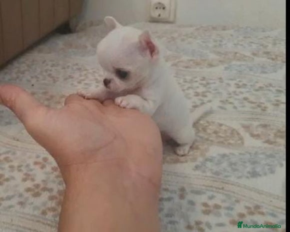 Chihuahua perros en Murcia - Anuncio 8