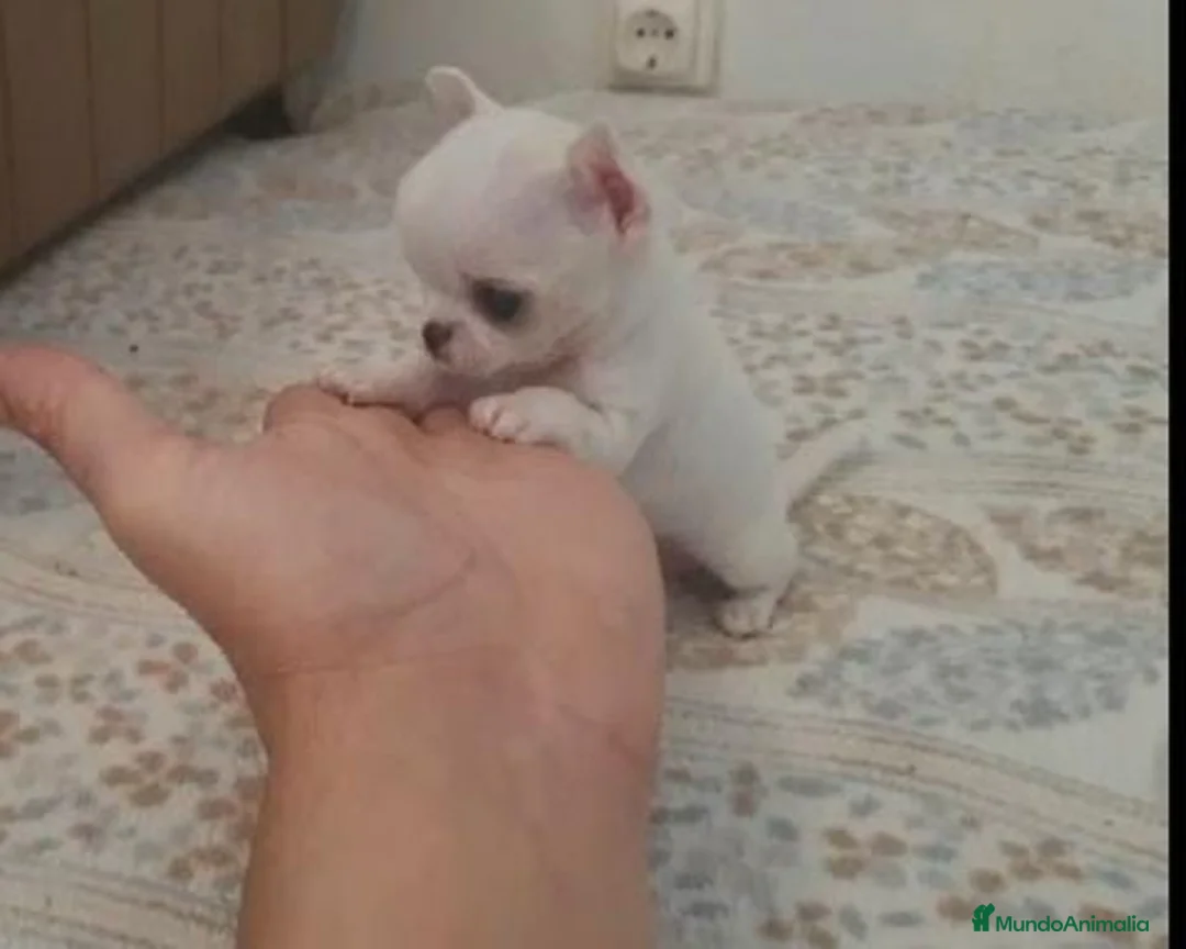 Chihuahua perros en venta: CHIHUAHUAS MINI TOYS en Murcia - Anuncio 1