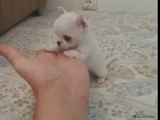 Chihuahua perros CHIHUAHUAS MINI TOYS en Murcia - Anuncio 1