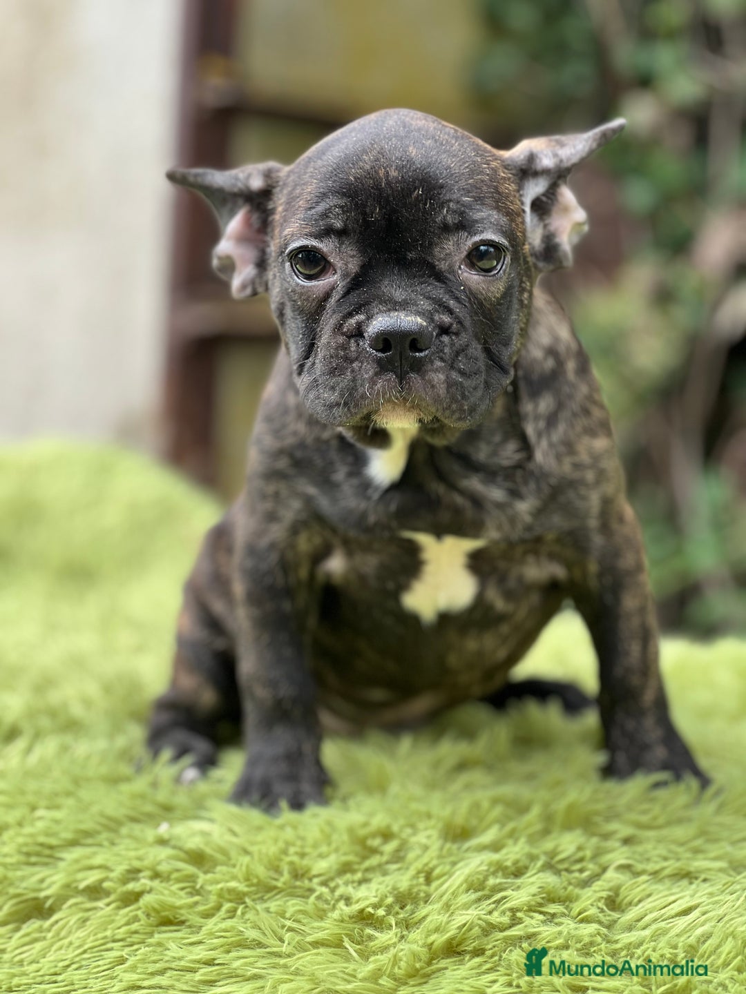 Bulldog Francés perros en venta: Bulldog atigrado  - Imagen 3