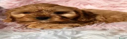 Cavapoo perros en venta: CAVAPOO DISPONIBLES DIVINOS - Anuncio 8