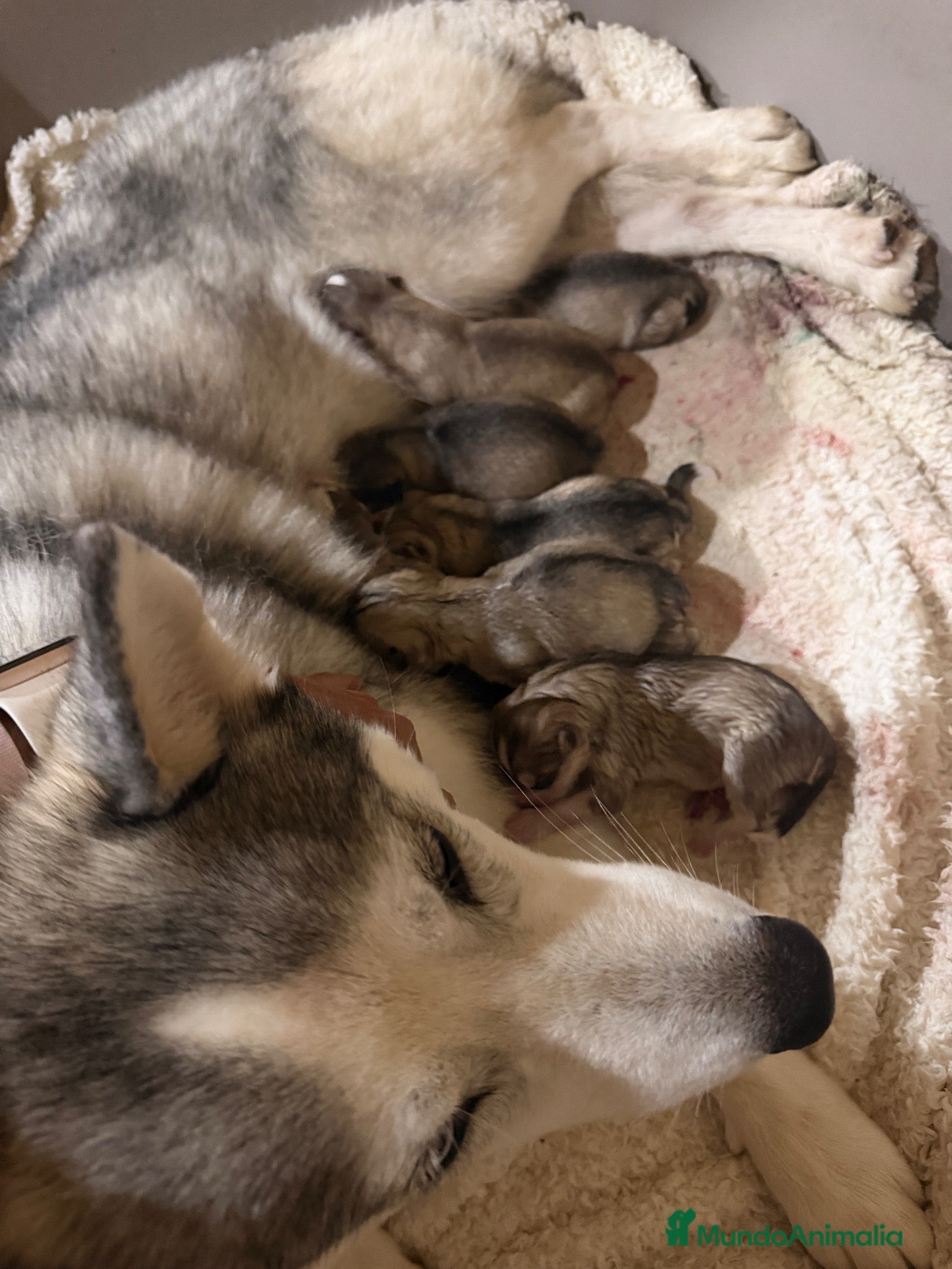 Husky Siberiano perros Preciosa camada de husky siberiano - Anuncio 2