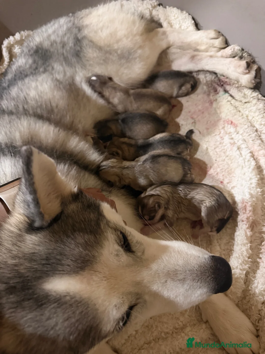 Husky Siberiano perros en venta: Preciosa camada de husky siberiano - Anuncio 2