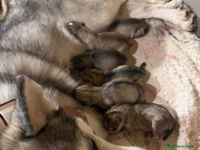 Husky Siberiano perros en venta: Preciosa camada de husky siberiano - Anuncio 2