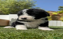 Perro de Agua Español perros en venta: PERRO DE AGUA RABON - Imagen 5