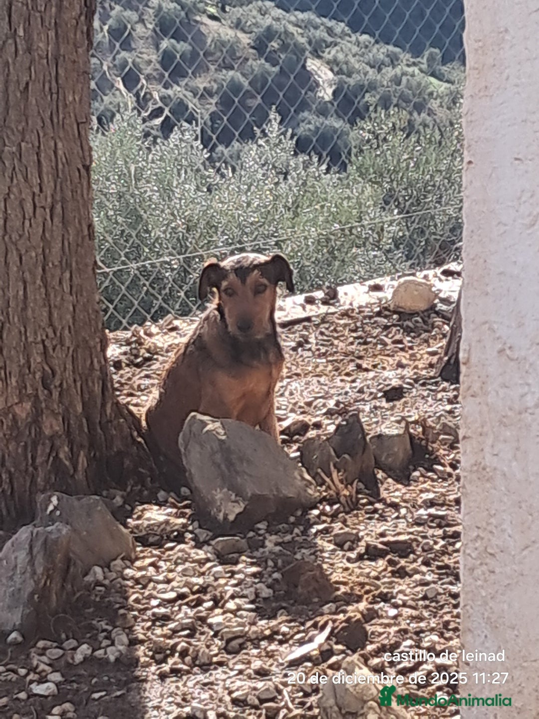 Raza Mixta perros en venta: Mestizo  - Anuncio 1