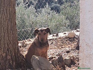 Raza Mixta perros Mestizo - Anuncio 1