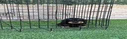 Teckel perros en venta: Cachorra de teckel pelo duro - Anuncio 2
