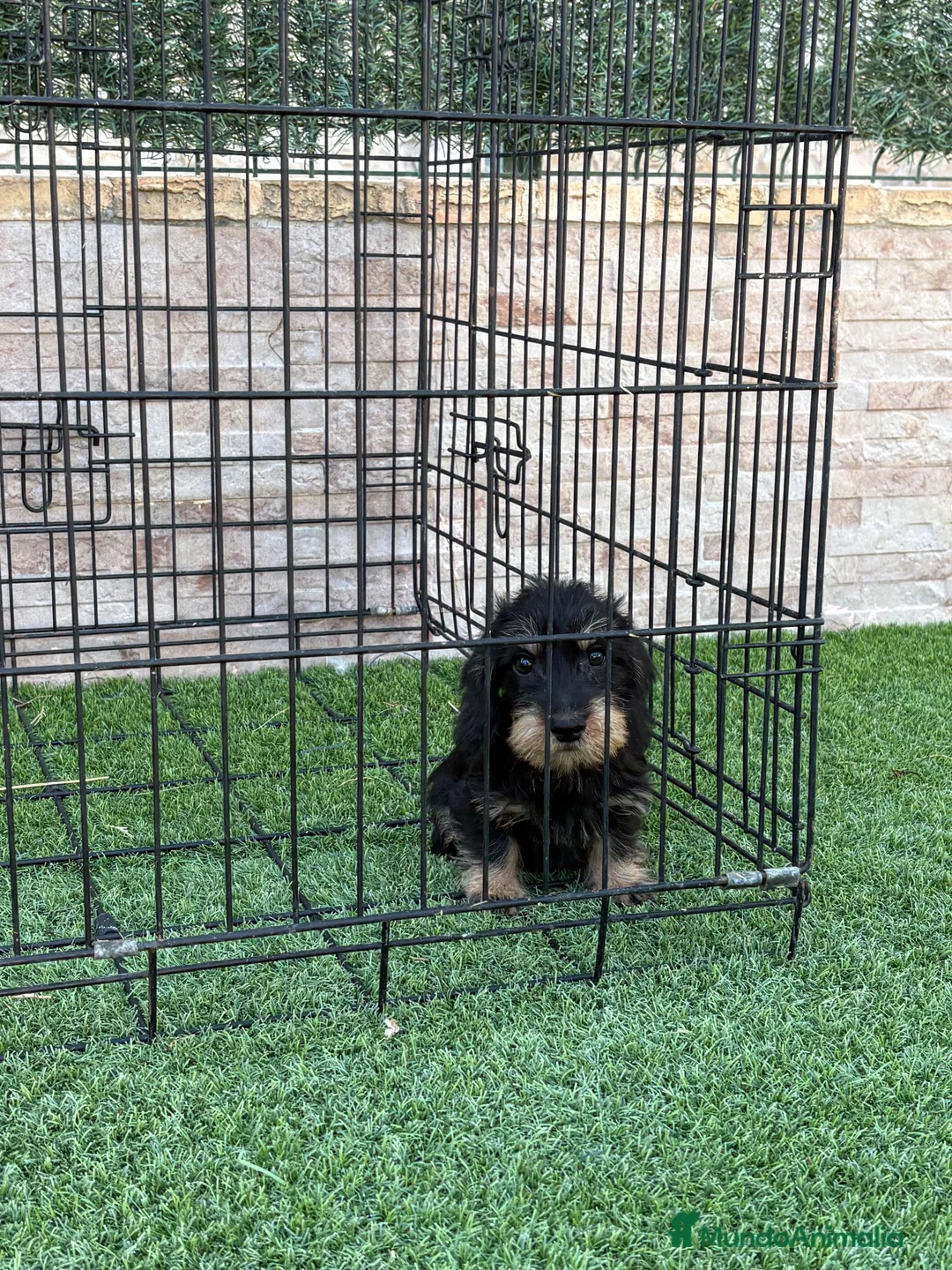 Teckel perros en venta: Cachorra de teckel pelo duro - Anuncio 2