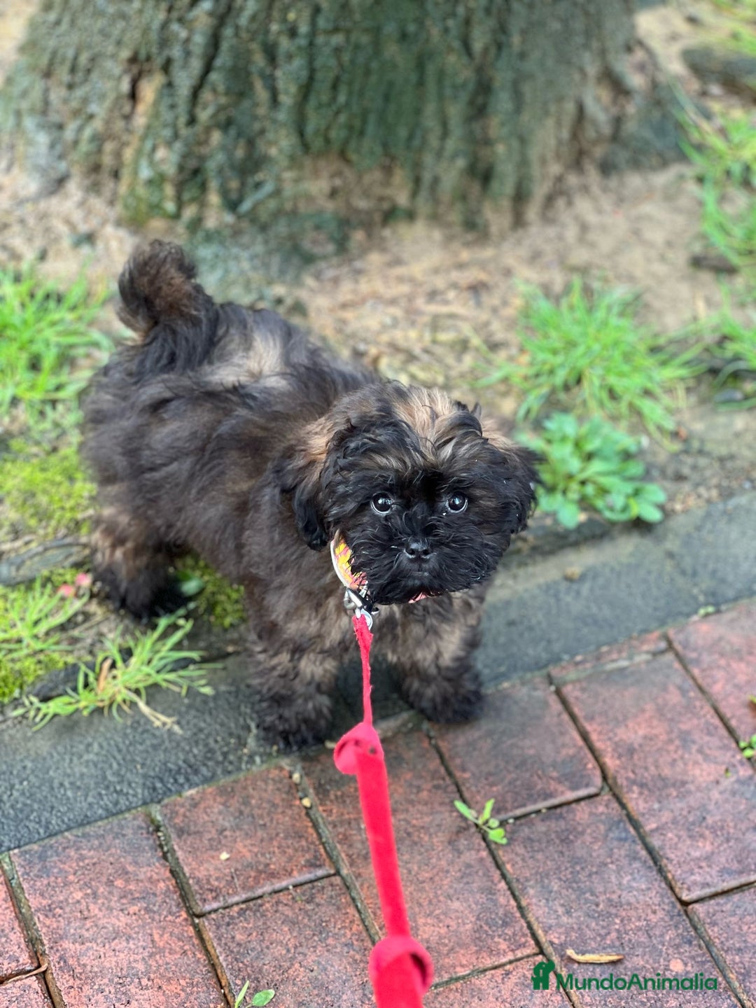 Shihpoo perros en venta: Preciosos Cachorritos  ShihPoo en Villarta - Imagen 9