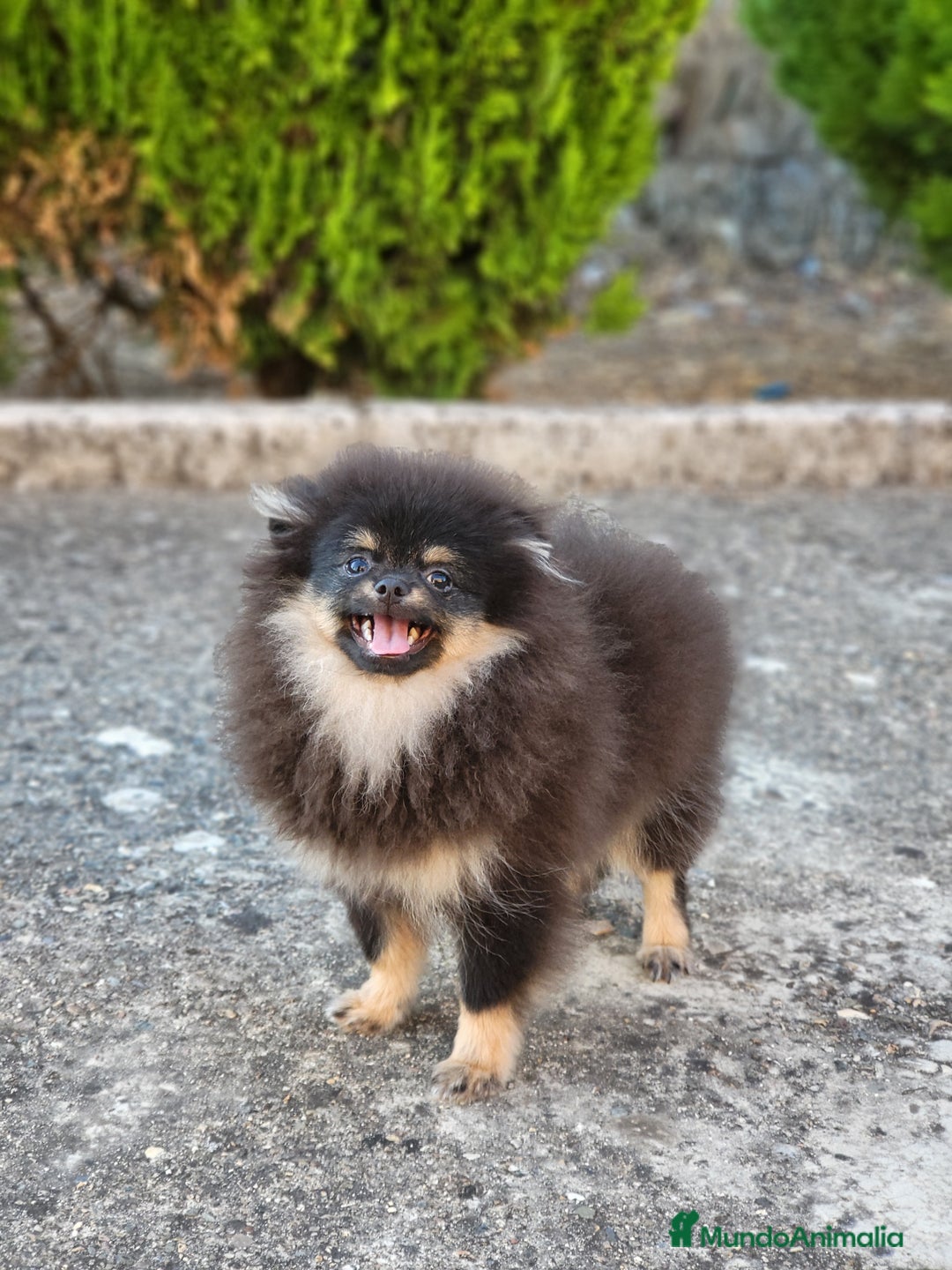 Pomerania perros en venta: Machito mini con pedigree  - Imagen 3