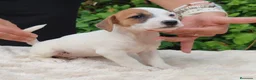 Jack Russell Terrier perros en venta: Jack Russell 500€ precio real  - Anuncio 5