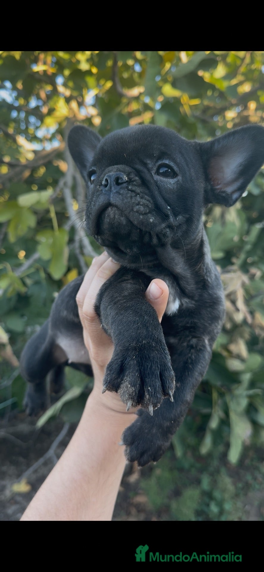 Bulldog Francés perros en venta: Bulldog francés  - Anuncio 1