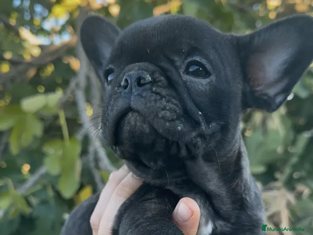 Bulldog Francés perros en venta: Bulldog francés - Anuncio 1