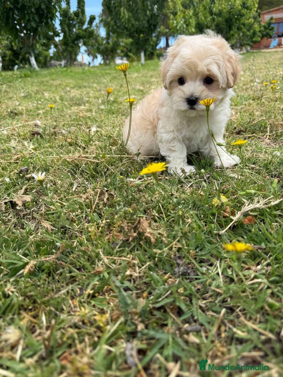 Maltipoo perros en venta: Maltipoo Macho disponible  - Anuncio 2