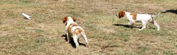 Épagneul Breton perros en venta: Epagneul Breton  - Anuncio 3
