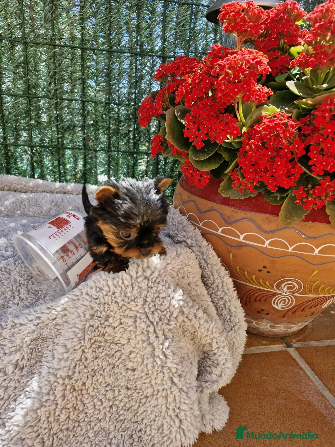 Yorkshire Terrier perros en venta: Yorkshire toy en Barcelona - Anuncio 5