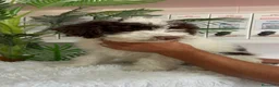 Perro de Agua Español perros en venta: PERRO DE AGUA - Anuncio 5