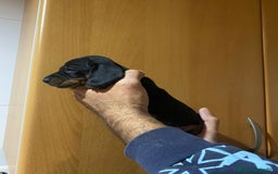 Teckel Miniatura perros en venta: Teckel kanichen - Anuncio 8