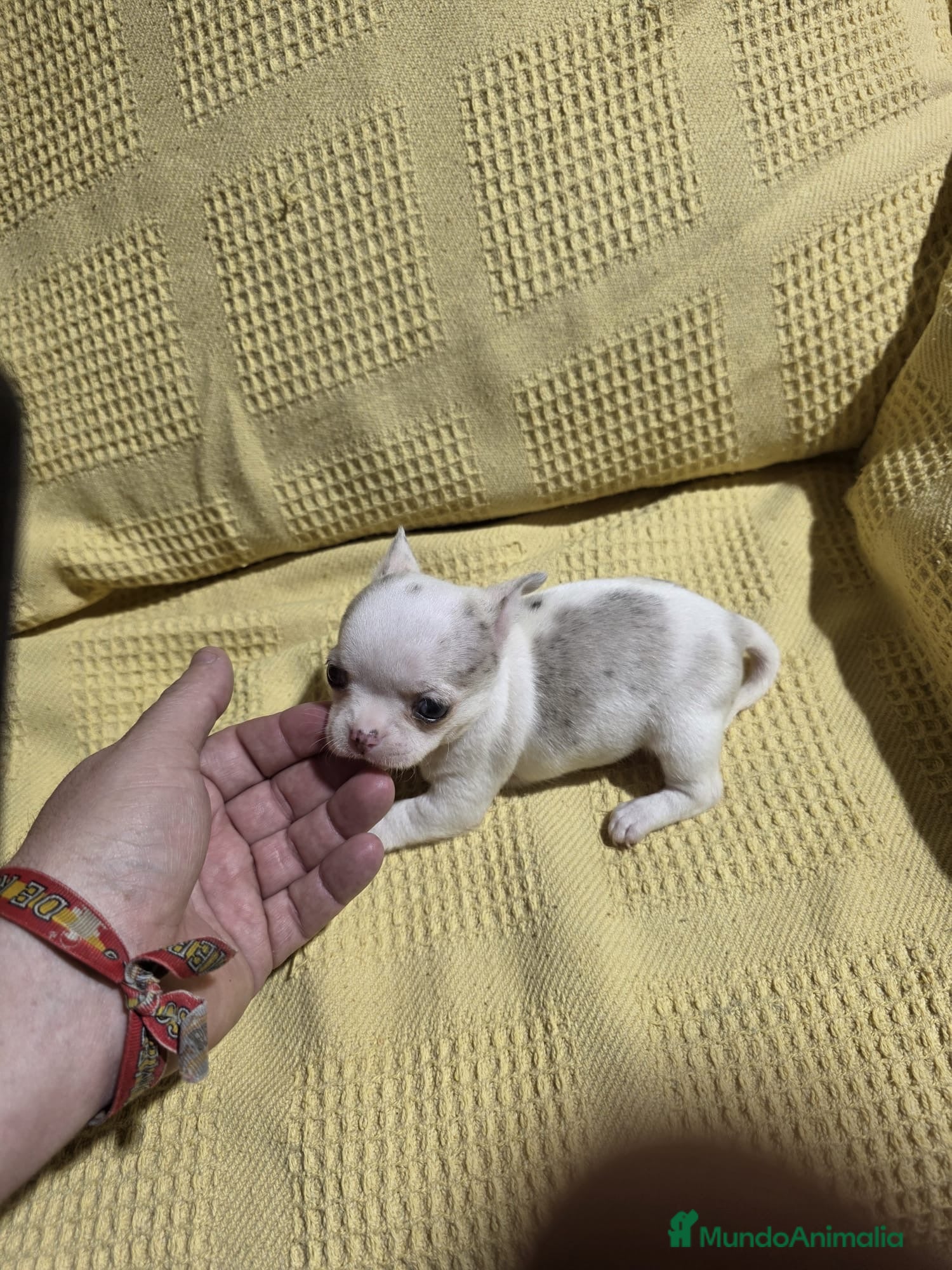 Chihuahua perros Hembra Chihuahua toy muy chata🐾 - Anuncio 3