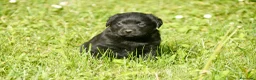 Labrador Retriever perros en venta: CACHORRA NEGRA LABRADOR RETRIEVER - Anuncio 12
