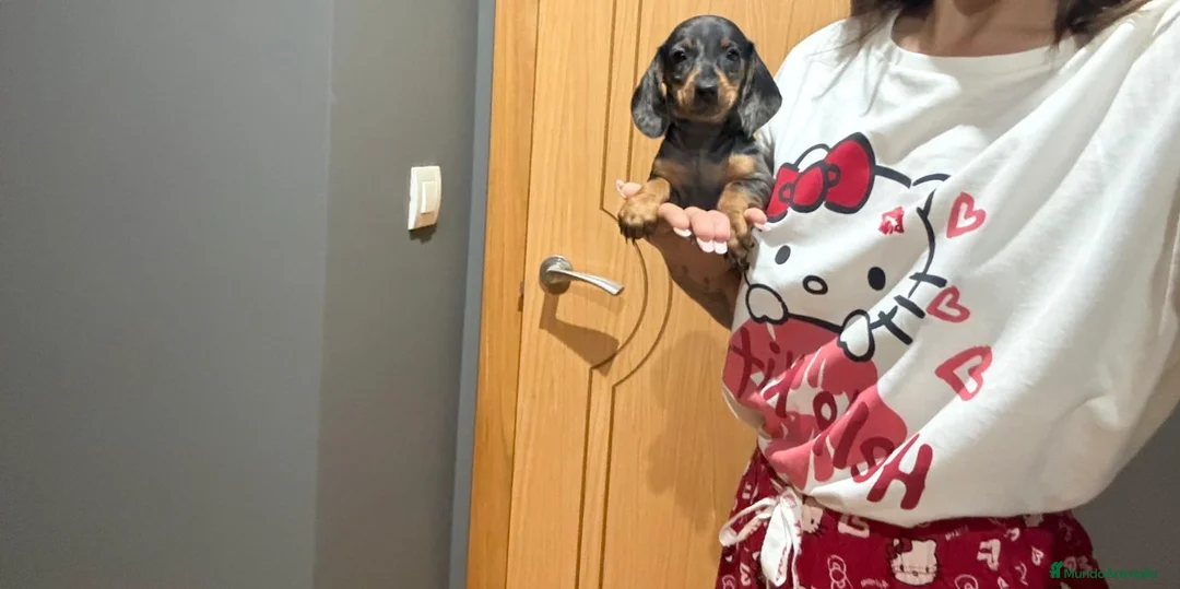 Teckel Miniatura perros en venta: Teckel arlequín  - Anuncio 1