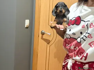 Teckel Miniatura perros Teckel arlequín - Anuncio 1