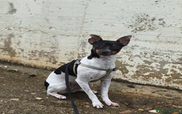 Ratonero Bodeguero Andaluz perros en venta: Hembrita  - Imagen 1