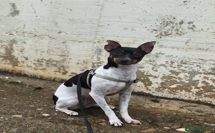 Ratonero Bodeguero Andaluz perros - Anuncio 1