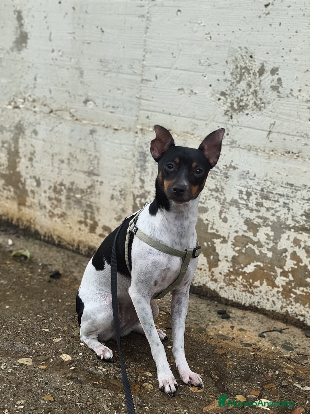 Ratonero Bodeguero Andaluz perros en venta: Hembrita  - Imagen 1