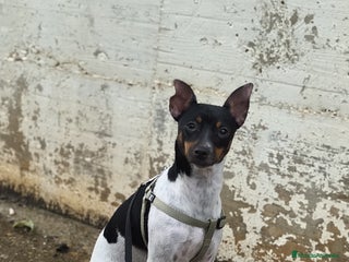 Ratonero Bodeguero Andaluz perros - Anuncio 1