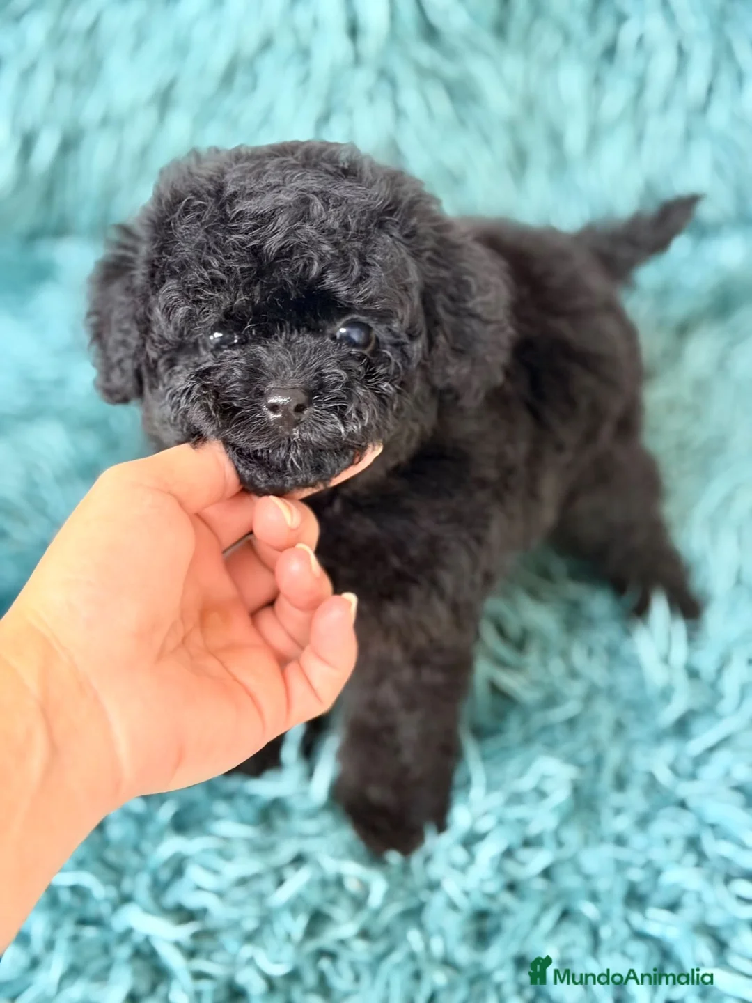 Caniche Toy perros en venta: Caniche toy🐾 - Anuncio 2