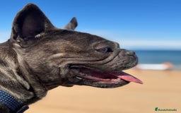 Bulldog Francés perros en venta: Bulldog francés  en León - Imagen 4