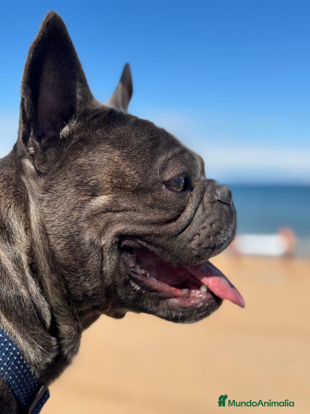 Bulldog Francés perros en venta: Bulldog francés  en León - Imagen 4