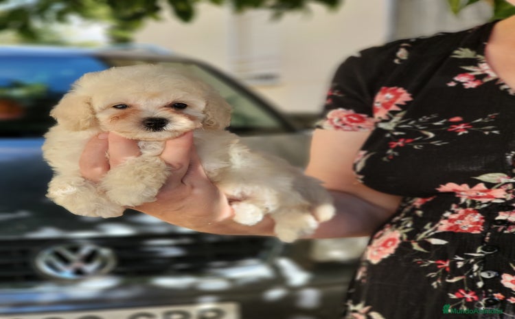 Caniche Toy perros - Anuncio 10