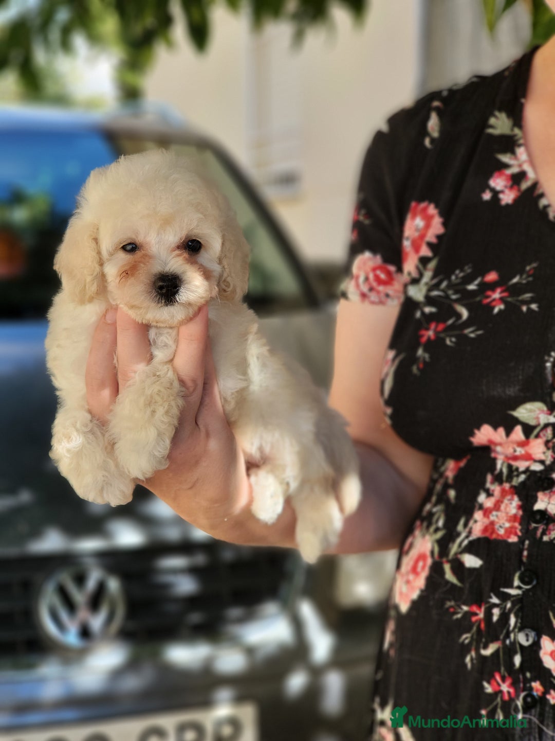Caniche Toy perros en venta: Caniche tea cup y toy - Imagen 1