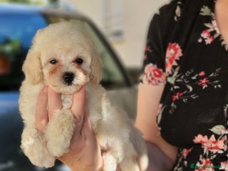 Caniche Toy perros - Anuncio 22