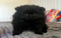 Pomerania perros en venta: Pomerania  - Anuncio 5