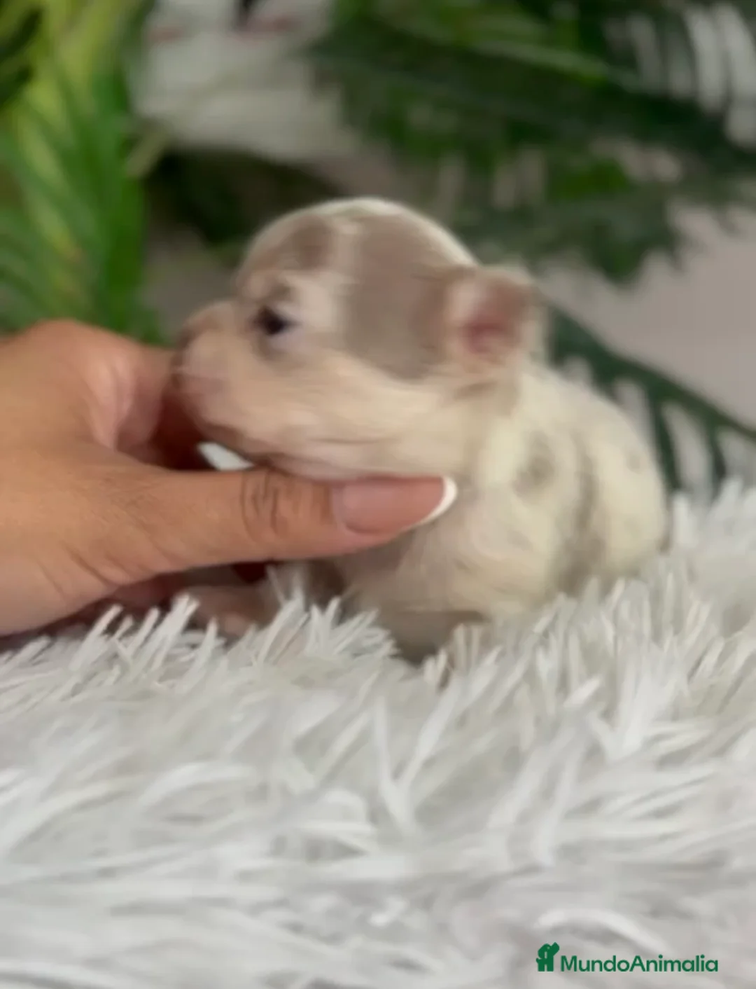 Chihuahua perros en venta: CHIHUAHUA HEMBRA MERLE - Anuncio 6