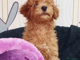 Caniche Enano perros Caniche Macho de Camila y Can 6158 - AQUANATURA en Barcelona - Anuncio 1