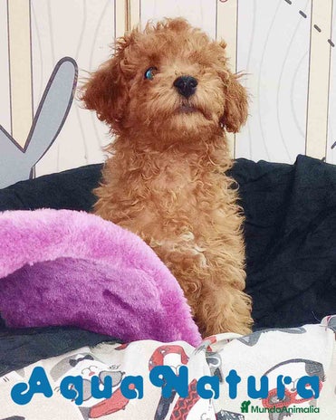 Caniche Enano perros Caniche Macho de Camila y Can 6158 - AQUANATURA en Barcelona - Anuncio 1