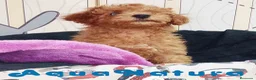 Caniche Enano perros en venta: Caniche Macho de Camila y Can 6158 - AQUANATURA en Barcelona - Anuncio 1