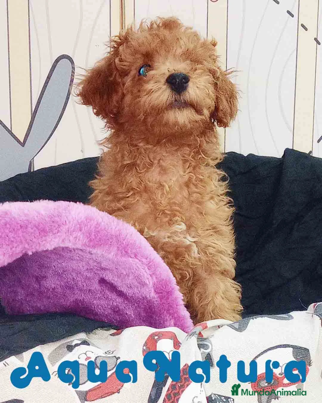 Caniche Enano perros en venta: Caniche Macho de Camila y Can 6158 - AQUANATURA en Barcelona - Anuncio 1