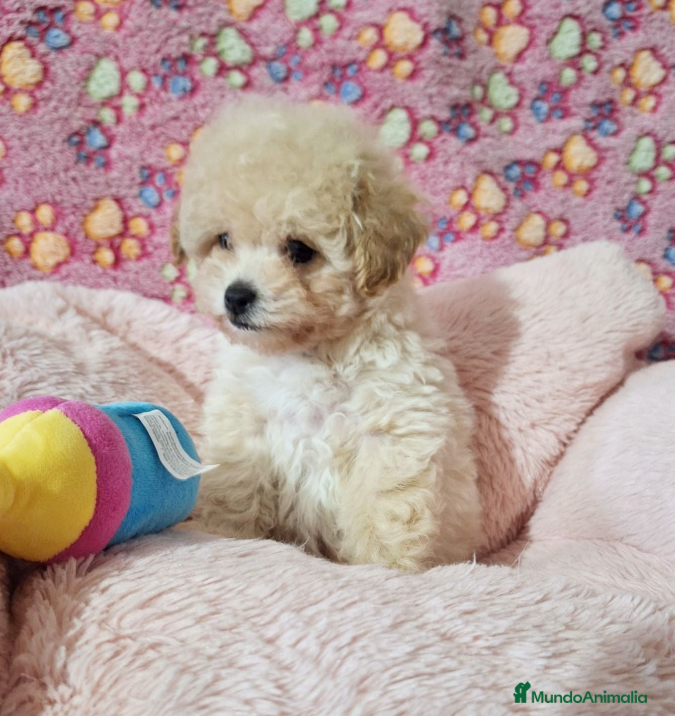 Caniche Toy perros Cachorros de Caniche Toy  - Anuncio 1