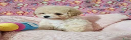 Caniche Toy perros en venta: Cachorros de Caniche Toy  - Anuncio 1