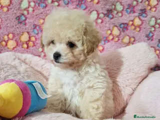 Caniche Toy perros Cachorros de Caniche Toy - Anuncio 1