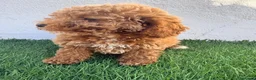 Caniche Toy perros en venta: Caniche toy - Anuncio 25